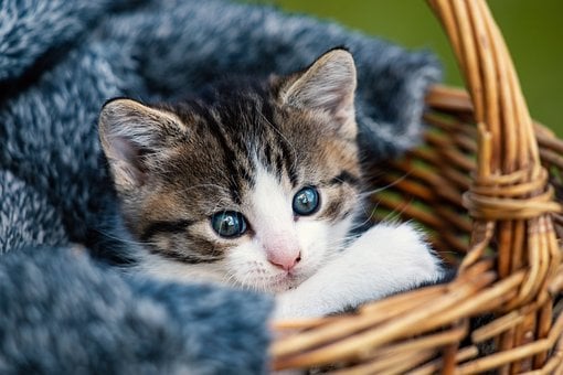 Котенок, Кошка, Милый, Природа