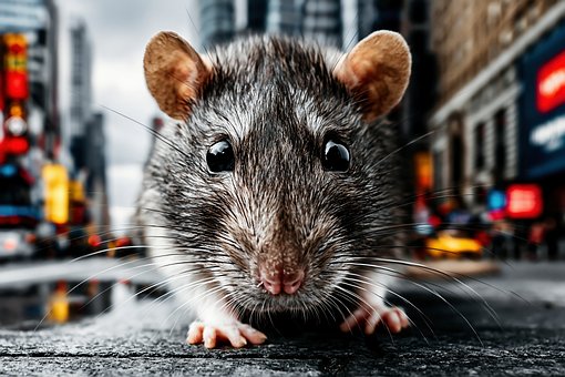 Free Rat Close-Up illustration and picture
