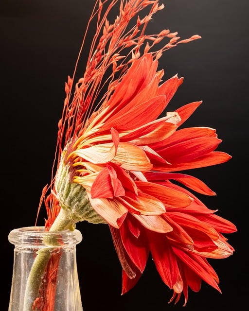 Free Flower Red photo and picture