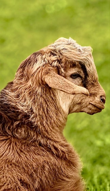 Free Goat Young photo and picture