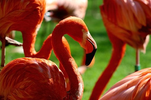 Free Flamingo Bird photo and picture