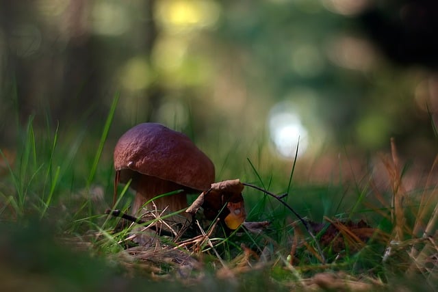 Pilze, Natur, Moos, Windows Wallpaper