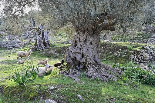 Free Mallorca Sheep photo and picture