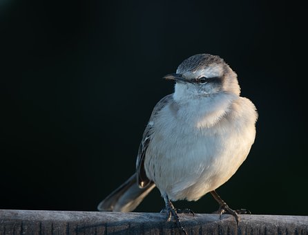 Free Bird Ornithology photo and picture