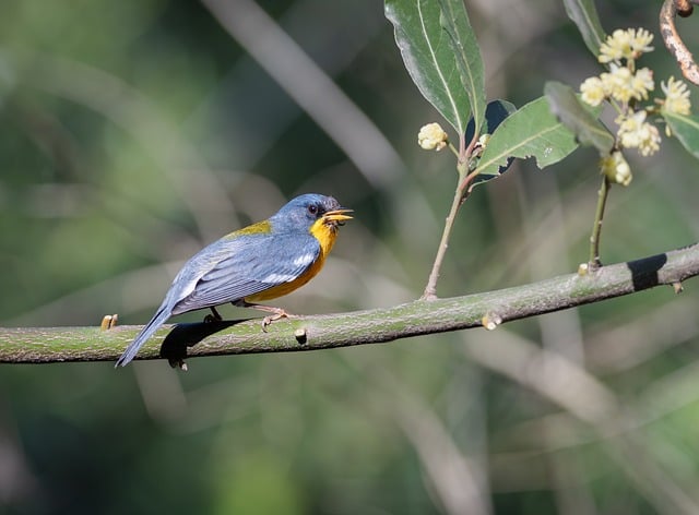 Free Bird Branch photo and picture