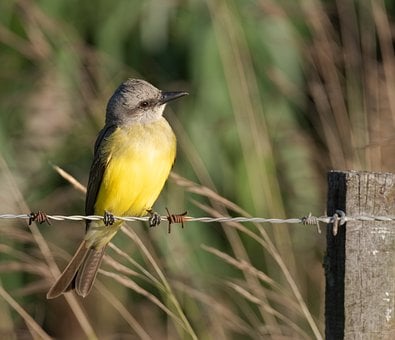 Free Tyrant Flycatcher Bird photo and picture