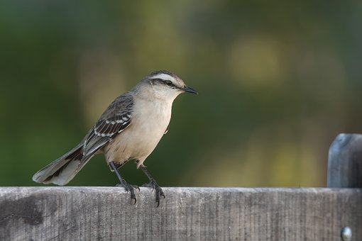 Free Bird Birdwatching photo and picture