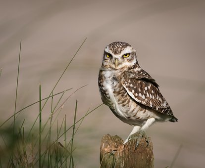 Free Owl Nature photo and picture