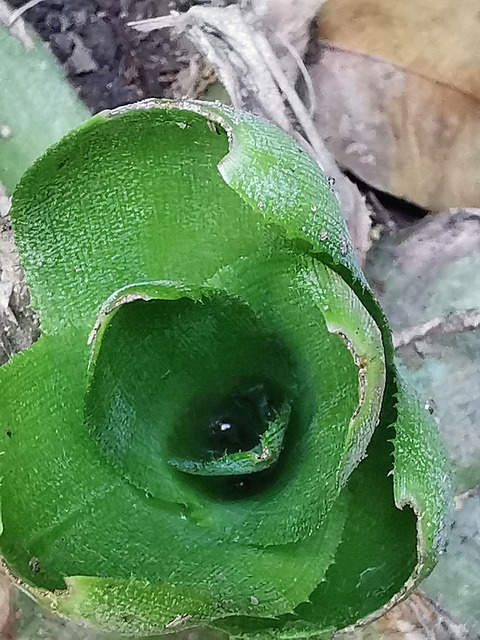 Natur, Blade, Ny Vækst, Regndråbe, Grøn