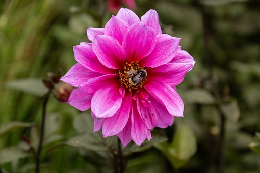 Free Flower Pink photo and picture