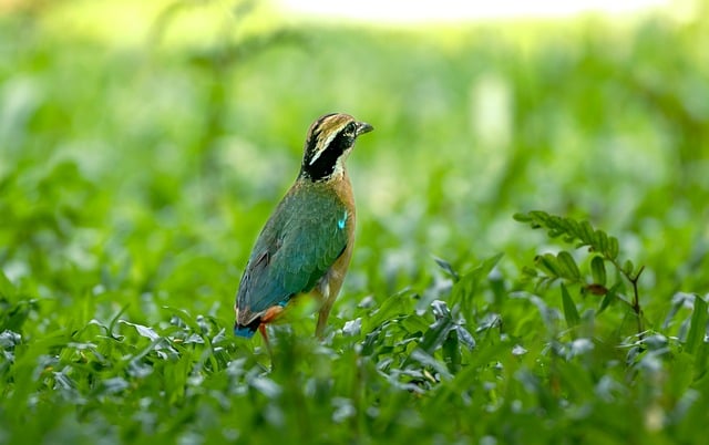 Free Bird Nature photo and picture