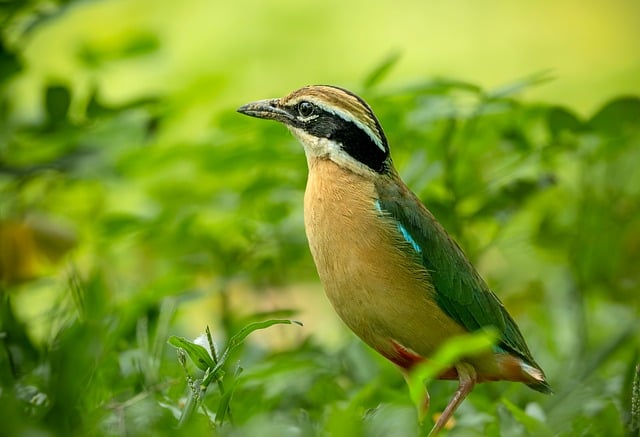 Free Bird Nature photo and picture