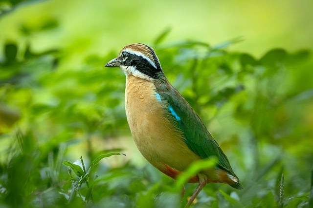 Free Bird In Nature photo and picture