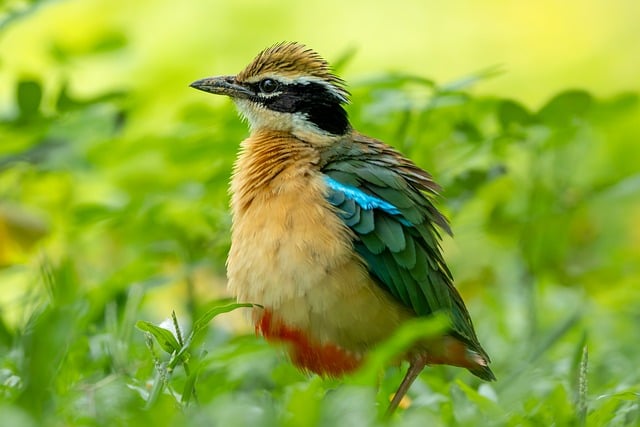 Free Bird Nature photo and picture