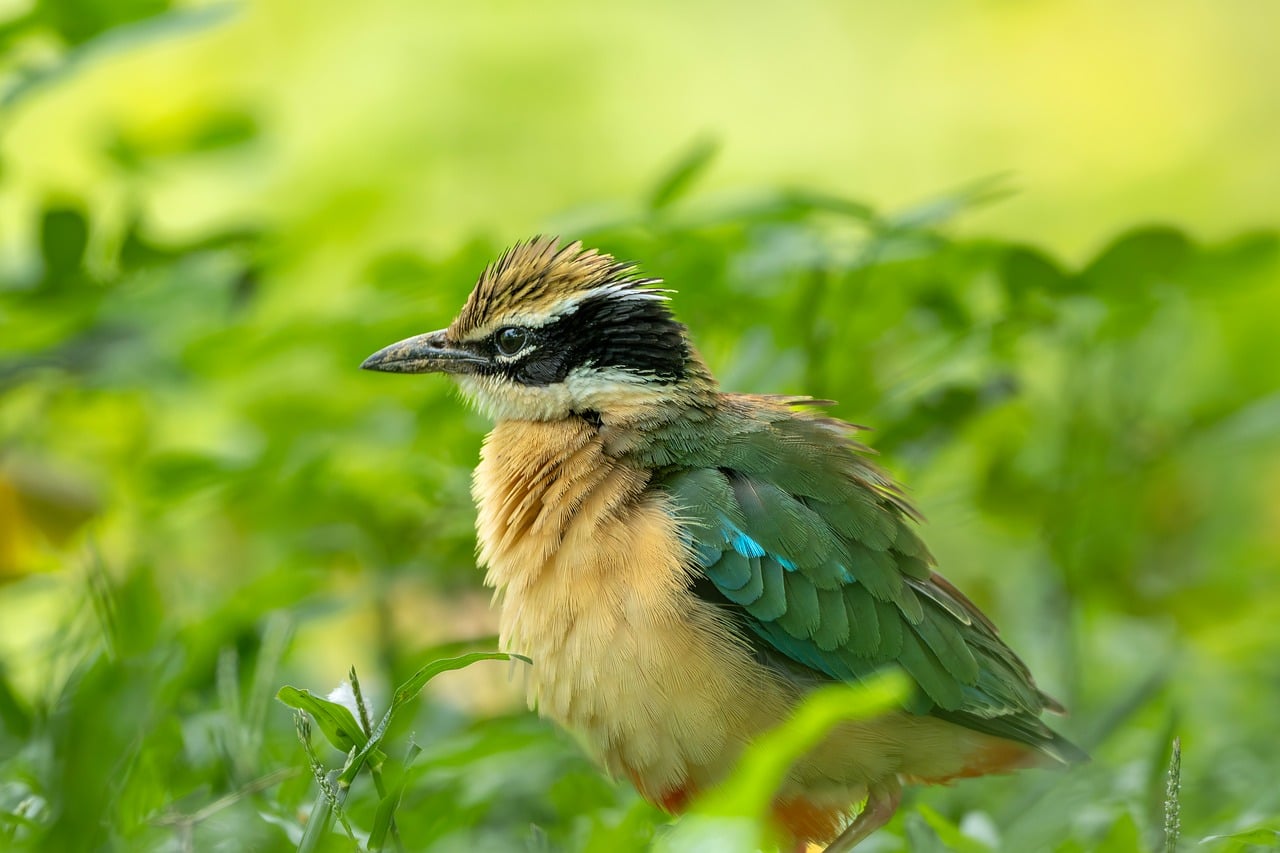Free Bird Portrait Wild photo and picture