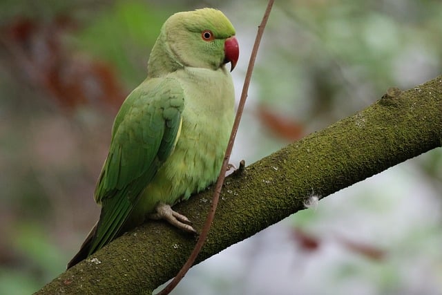 Free Ring-Necked Parakeet Parakeet photo and picture