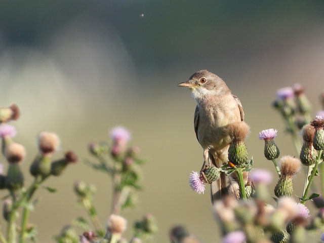 Vogel, Natur, Blumen, Feld, Sommer