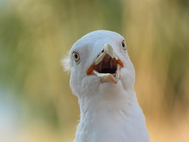 Möwe, Vogel, Natur, Schnabel, Kopf