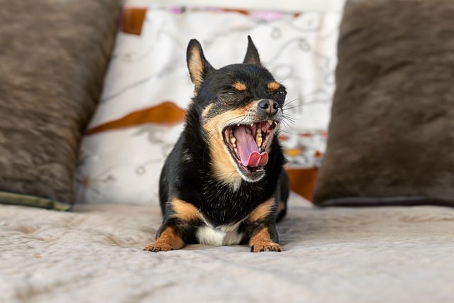 Free Dog Pet photo and picture