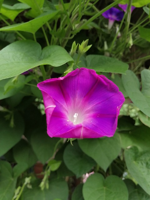 Winde