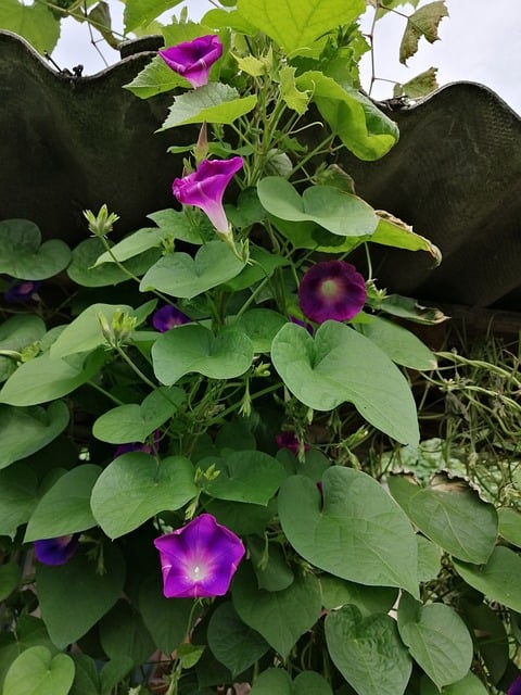 Natur, Garten, Wicke, Blätter