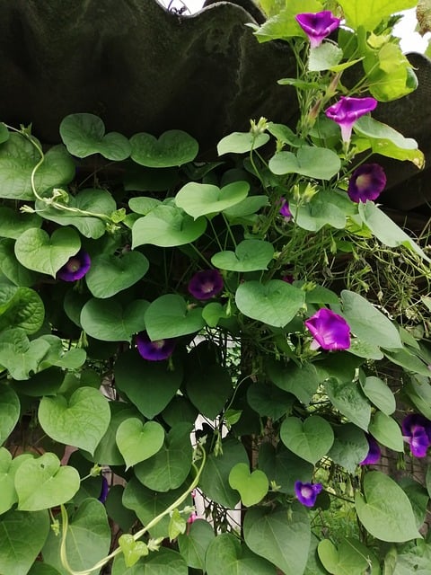 Winde, Trompetenblüten