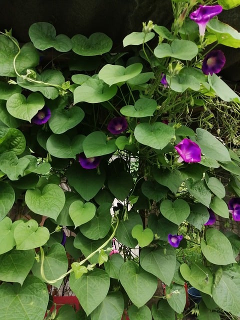 Winde, Natur, Blume, Blühend, Pflanze