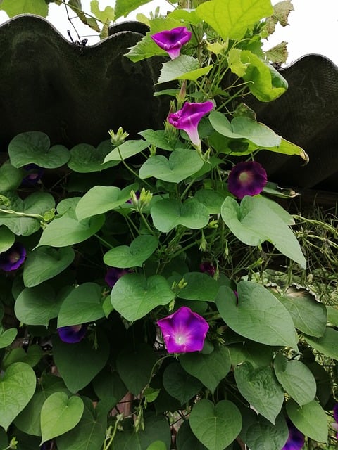 Winde, Violett, Blätter, Garten, Pflanze
