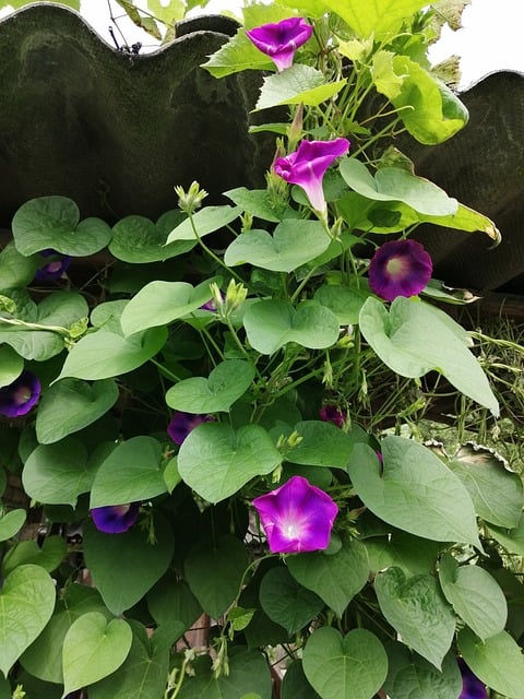 Winde, Natur, Blume, Pflanze, Sommer