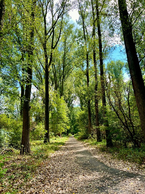 Free Forest Nature photo and picture