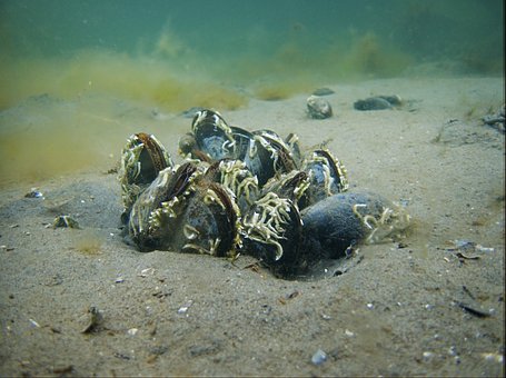 Free Mussel Natural Environment photo and picture