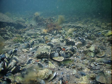 Free Mussel North Sea photo and picture