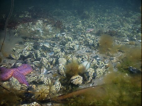 Free Mussel Starfish photo and picture