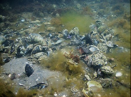 Free Seabed Mussel photo and picture