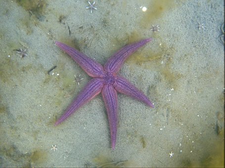 Free Starfish Purple photo and picture