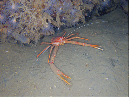 Free Lobster Seabed photo and picture