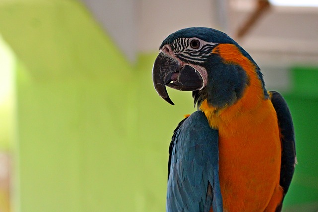 Free Parrot Colorful photo and picture