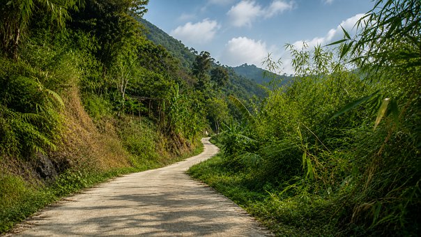 Waldweg, Hügel, Natur, Bambus, Wandern