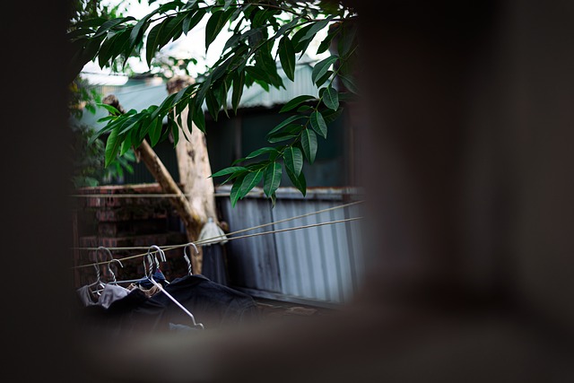 Free Tree Leaves photo and picture