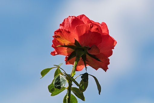 Bloem, Roos, Rood, Bloemblaadjes, Groen