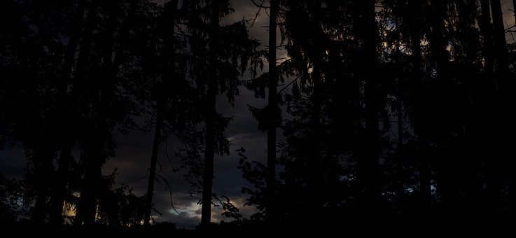 Free Forest Tree photo and picture