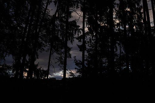 Free Forest Tree photo and picture