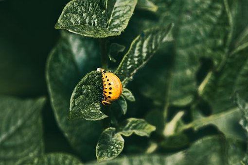 Käfer, Blatt, Natur, Grün, Makro