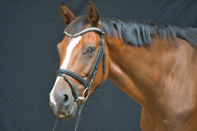 Hest, Hestehode, Hesteportrett, Hodebånd