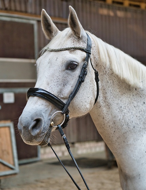 Hest, Hvit, Hode, Tøyle, Stall, Portrett