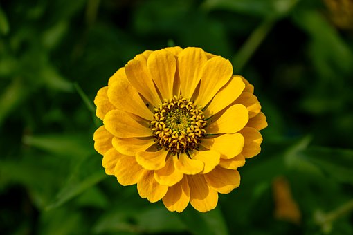 Free Zinnia Hd Wallpaper photo and picture