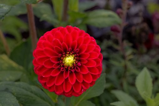 Free Flower Dahlia photo and picture