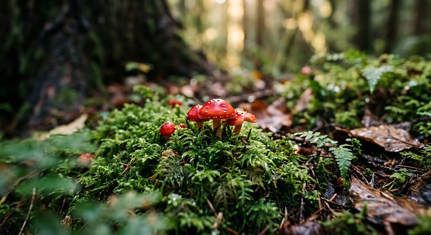 Free Forest Mushrooms photo and picture
