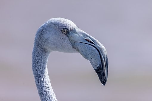 Flamingo, Dyr, Natur, Dyreliv, Fugl