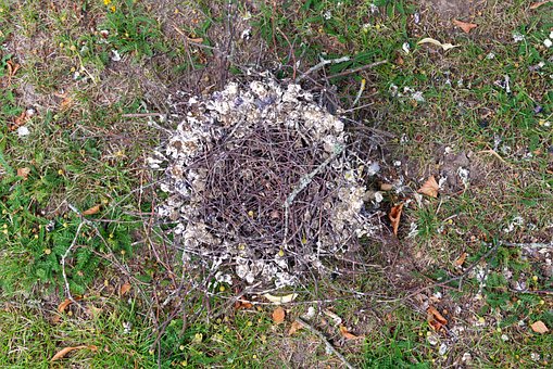 Free Nest Bird photo and picture
